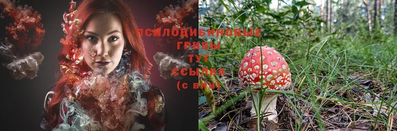 Галлюциногенные грибы Magic Shrooms  хочу наркоту  Дмитриев 